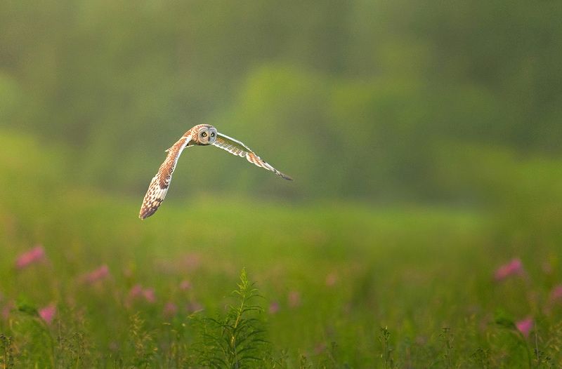 #owl #wildlife #birds #animals Short eared owl in flightphoto preview