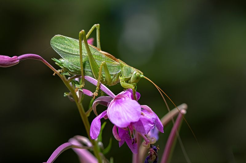кузнечик обыкновенный, лес, кипрей, иван-чай, макро, tettigonia viridissima Кузнечик на цветке кипреяphoto preview