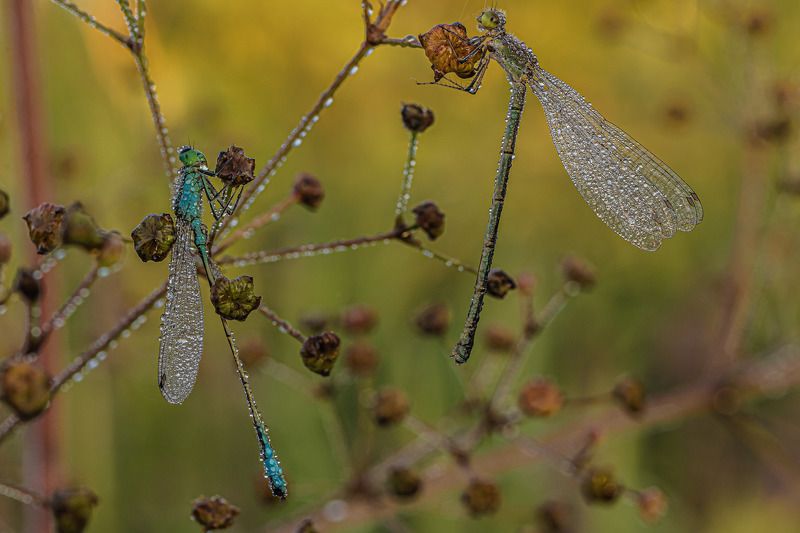 Раннее утро, две стрекозки. photo preview