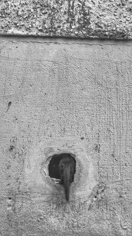 фото,креативное фото, гелиос,helios, Сергей Шевцов, Zap Шевцов, ZAP SHEVTSOV, фотография, Беларусь, Полоцк,Новополоцк, S5ii, Lumix, совесткая оптика, необычное фото photo preview