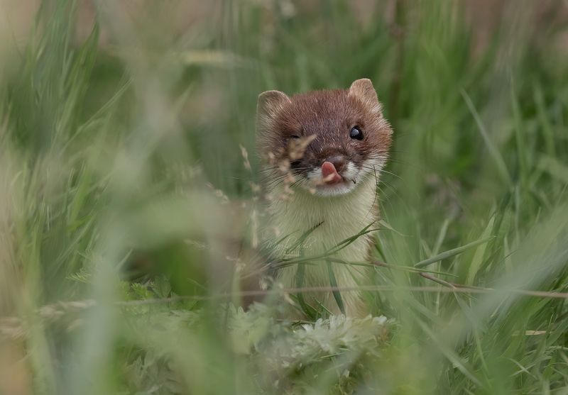 stoat, animals, nature, wildlife, canon Stoatphoto preview