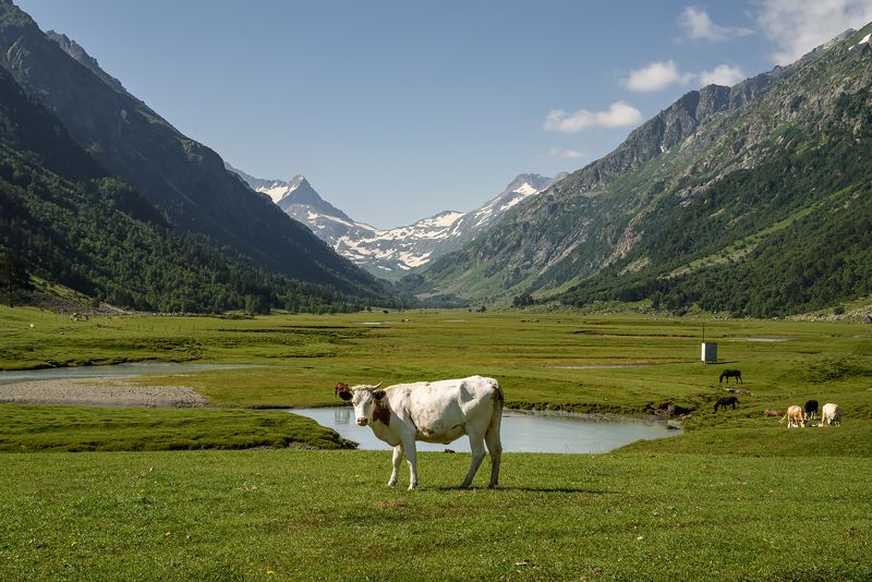 кавказ, карачаево-черкесия, горы,  лето, буйволы, корова, коровы, маруха, архыз Обитатели альпийских просторов фото превью