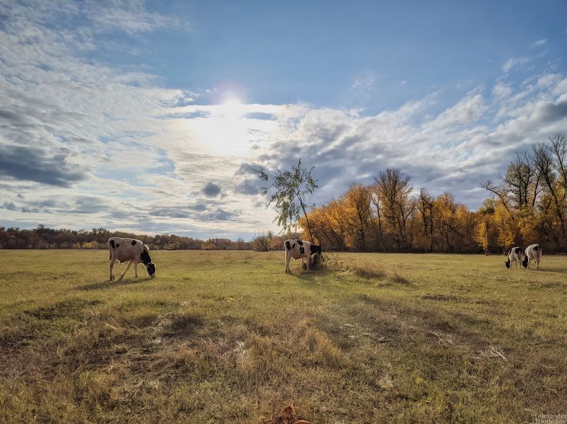 мобильная фотография, пейзаж, мобилография, природа, коровы, самарская область, mobile photography, cow, landscape, nature Волжские просторы фото превью