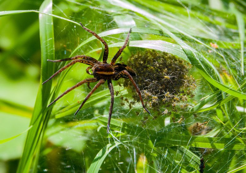 Мать героиня !photo preview