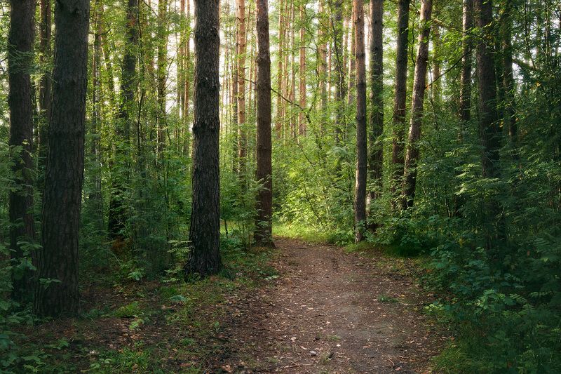 лес, листва, зелень, лето В летнем лесуphoto preview