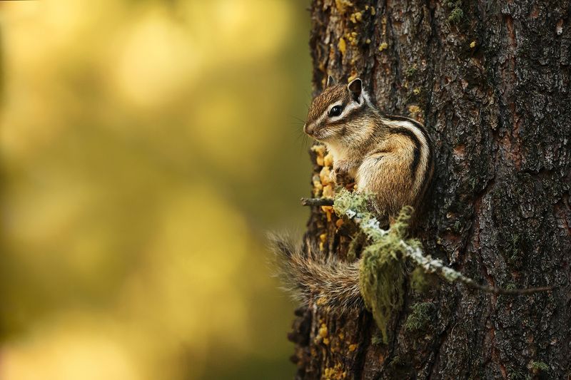 #animal #wildlife Chipmunk in Altaiphoto preview