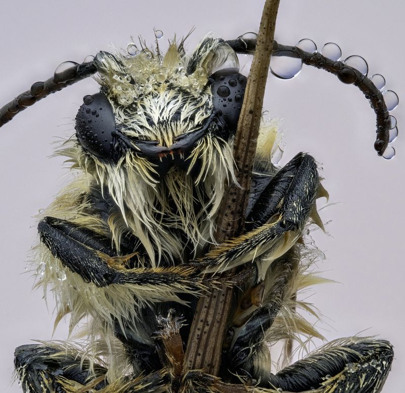 Седобородый йогphoto preview