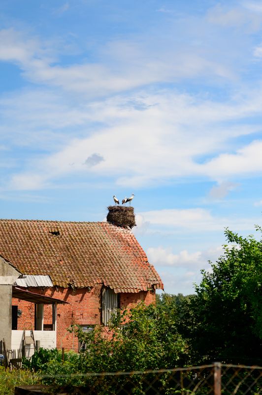 калининград, деревня, аисты *photo preview