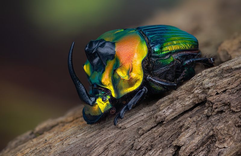 sulcophanaeus imperator Трудяга фото превью