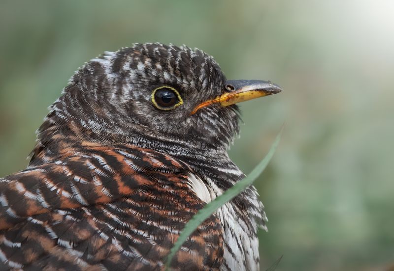 Обыкновенная Кукушка Cuculus canorusphoto preview