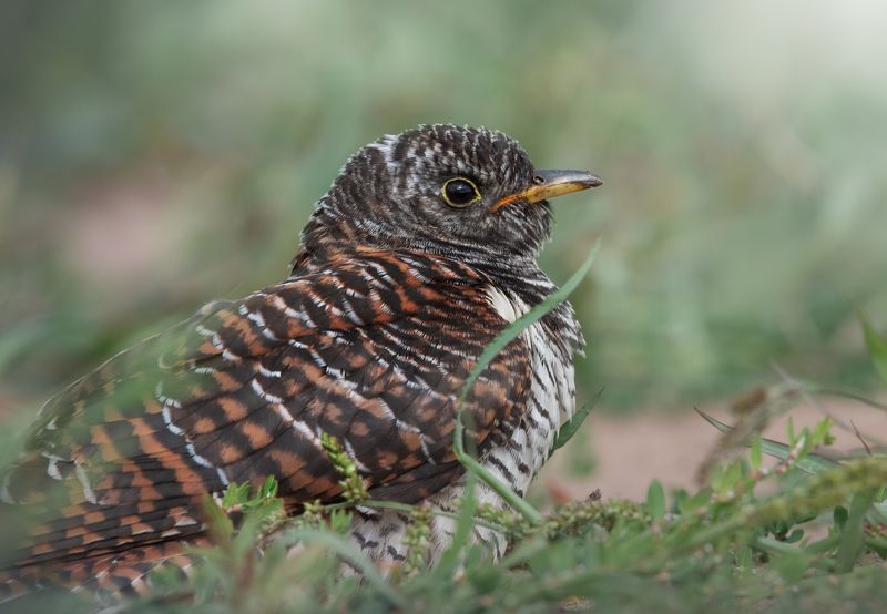 Обыкновенная Кукушка Cuculus canorusphoto preview