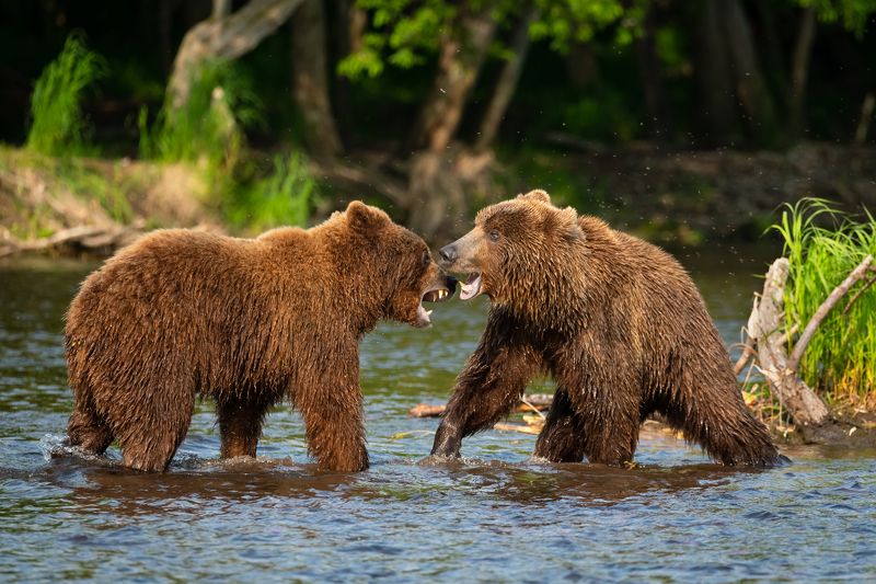медведи, Камчатка, озеро, хищники, отоношения Разрешите Вас спросить?photo preview