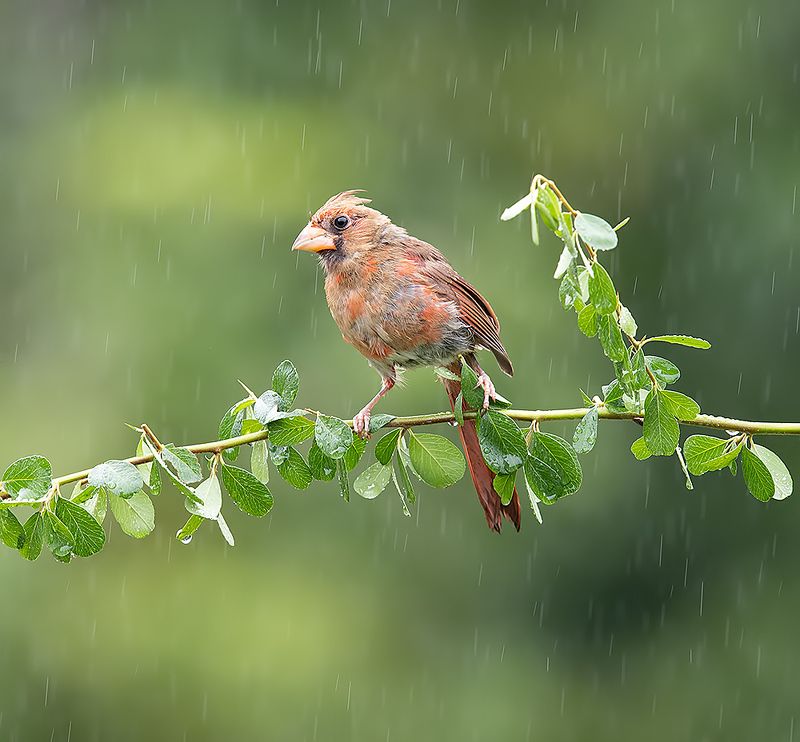 красный кардинал, northern cardinal, cardinal,кардинал Juvenile Northern Cardinal - Молодой Красный кардинал фото превью
