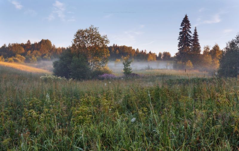 луга, ленобласть, пейзаж, рассвет, туман,  landscape, nature, природа, foggy, forest, иван-чай Малиново-иван-чаевое утро)photo preview