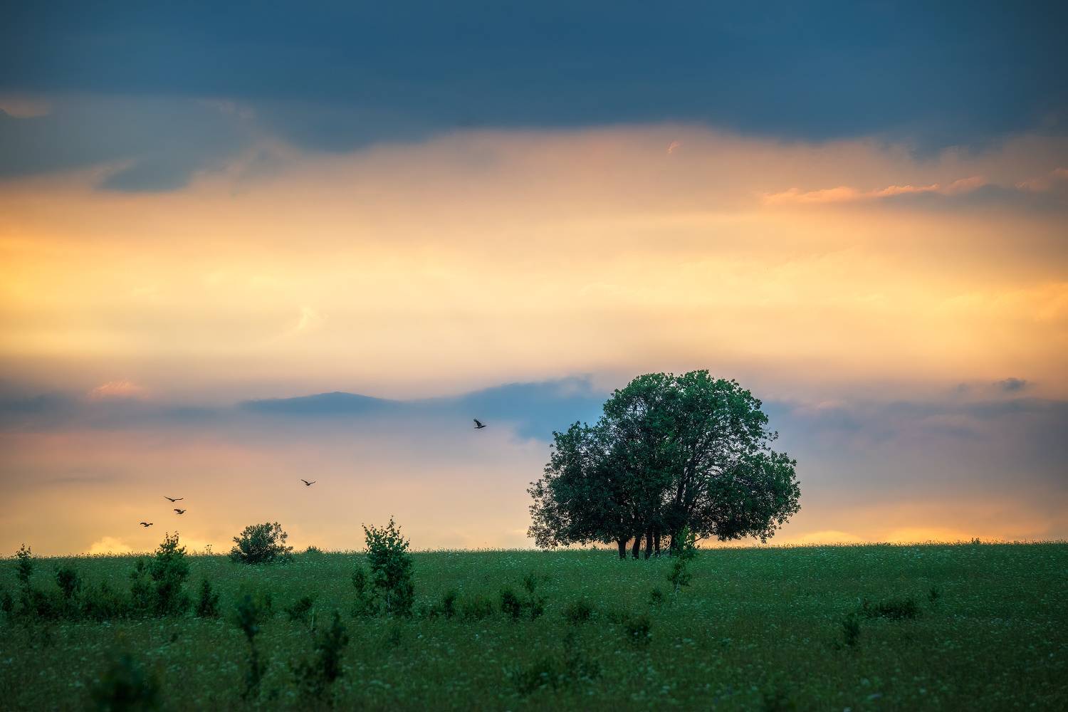 В поле. Автор: Кузнецов Кирилл пермский край, пейзаж, закат, красота природы, поле, лето, облака, природа, дикая природа, лес, Кузнецов Кирилл