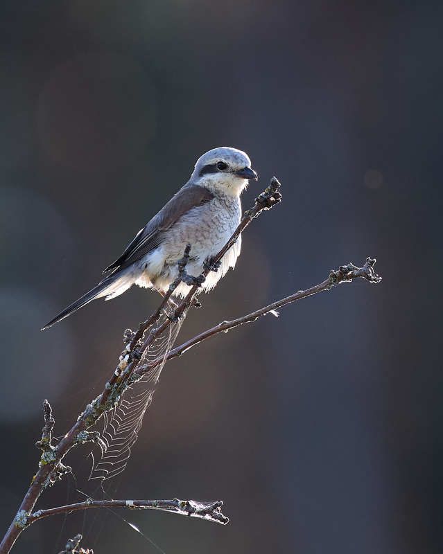 жулан птица на ветке сорокопут Жуланphoto preview