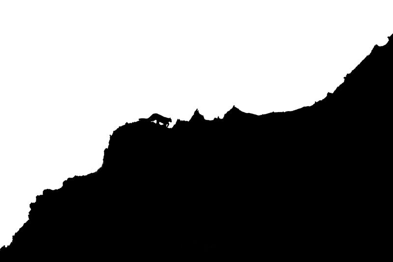 #snowleopard #animals #wildlife #bigcats Snow leopard in the Himalayasphoto preview