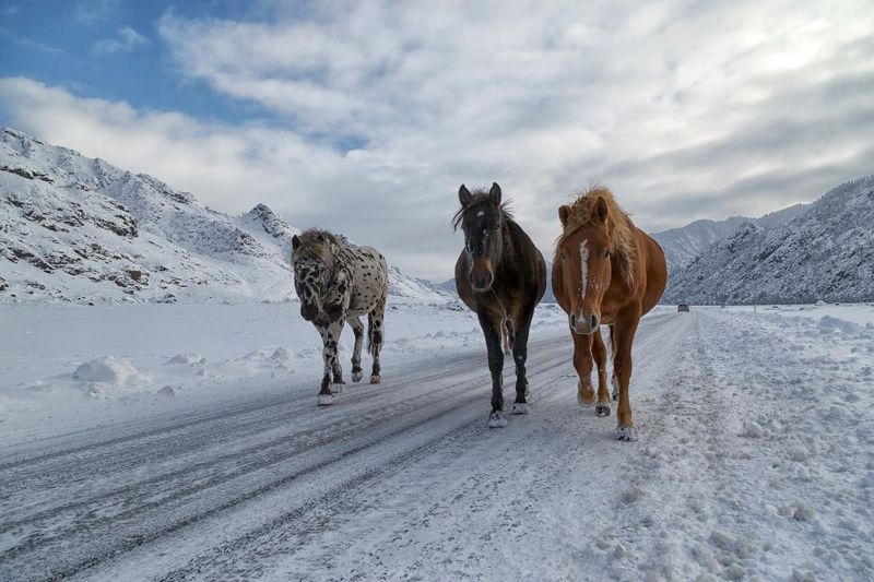 Зачемальские лошадкиphoto preview