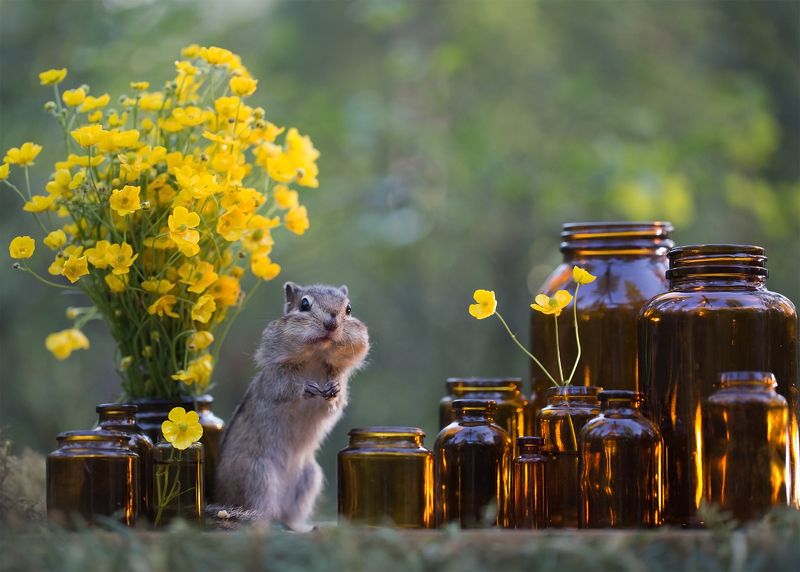 натюрморт, нерюнгри, бурундук, якутия, дикие_животные, женялевина, евгениялевина, животныеякутии, бурундукиибелкилевиной Стекляшки фото превью