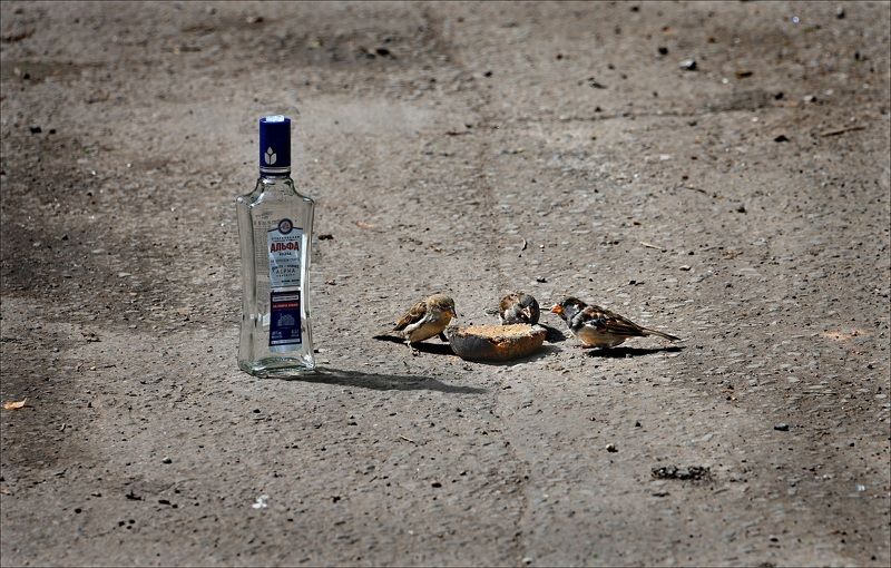 Три воробьяphoto preview