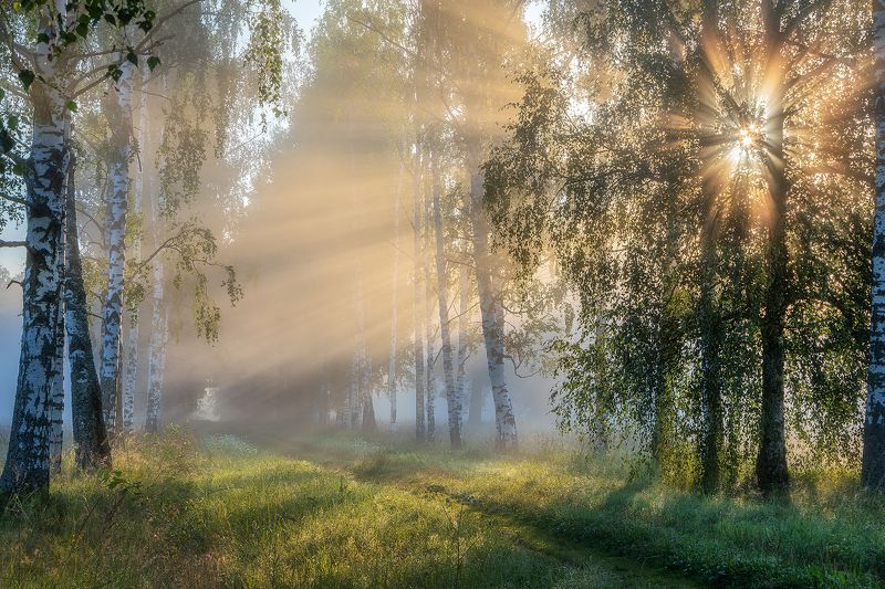 Магия берёзовой аллеи.photo preview