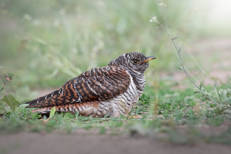 Обыкновенная Кукушка Cuculus canorusphoto preview