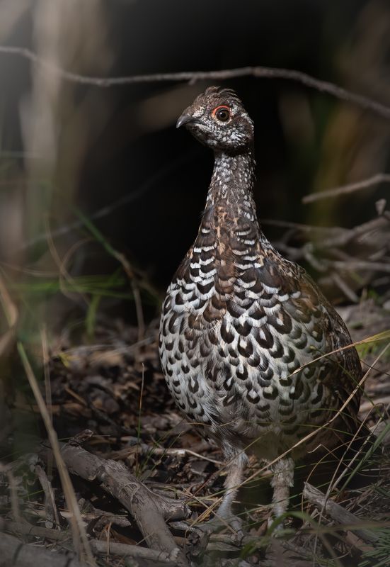 Рябчик Tetrastes bonasiaphoto preview