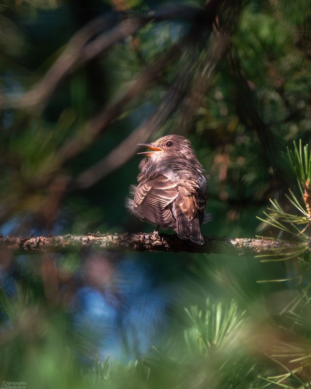 животные, птицы, бердвотчинг, природа, дикая природа, портрет животного, самарская область, animals, birds, animal portrait, aves, wildlife, nature, birdwatching Птичка-невеличка фото превью