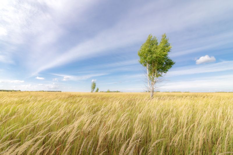 поле, лето, небо, солнце, пейзаж, береза, дерево Русское полеphoto preview