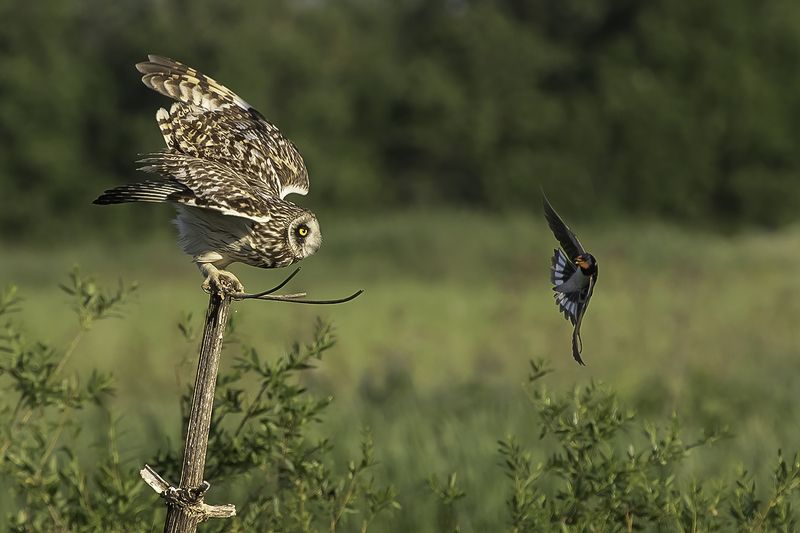 сова, ласточка, полёт Противостояниеphoto preview
