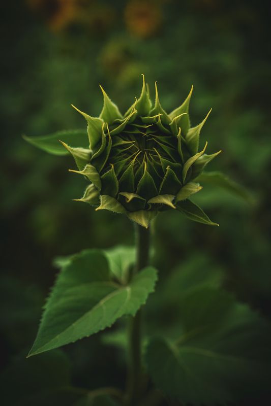 К солнцуphoto preview