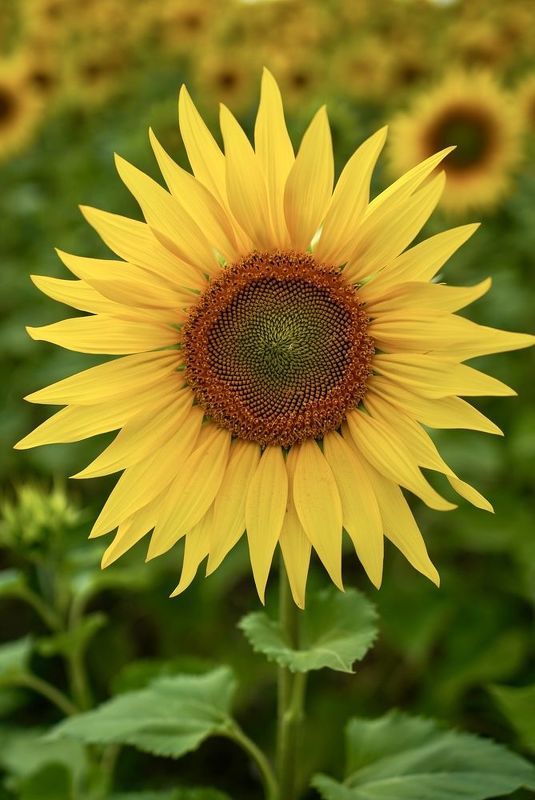 Солнечный цветокphoto preview