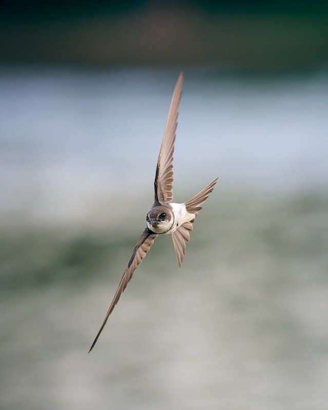 ласточка береговушка птица в полете Полёт береговушкиphoto preview