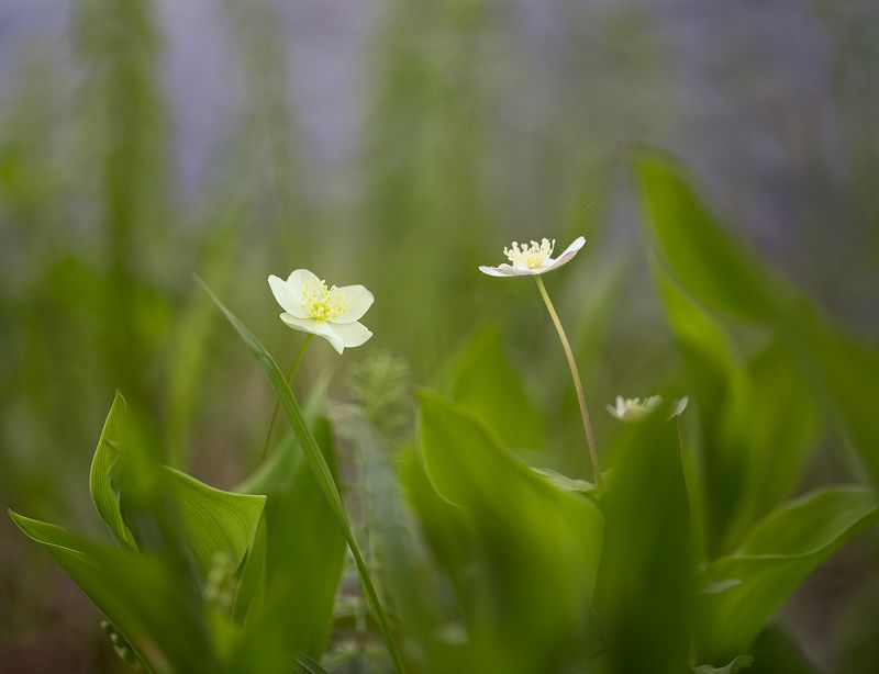 приморье, река, весна, цветы, макро весенняя сказка.. фото превью