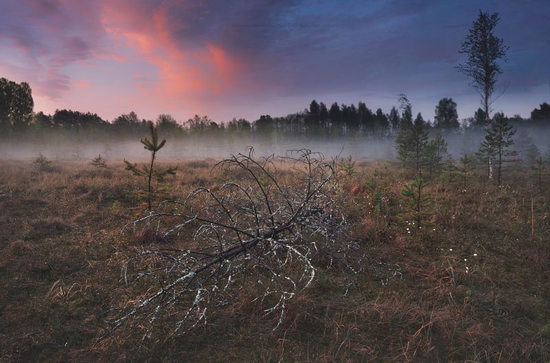 луга, ленобласть, пейзаж, рассвет, туман,  landscape, nature, природа, foggy, forest, болото, ленинградская область Болотные историиphoto preview