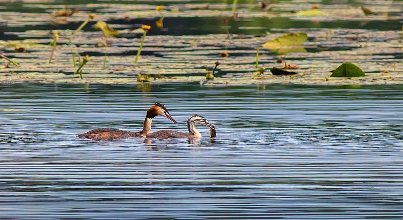 птицы, чомга, рыбная ловля, молодое поколение, обучение, пруд Большая поганка обучает молодое поколение рыбной ловлеphoto preview