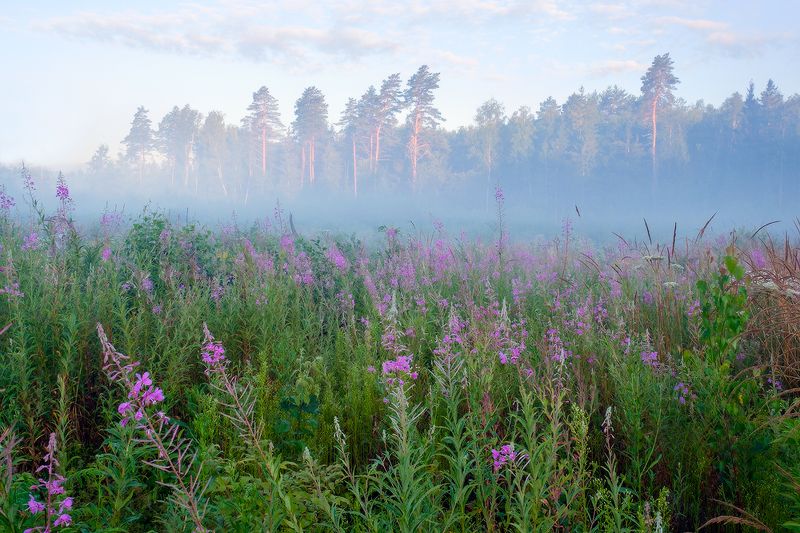 утро с иван-чаемphoto preview