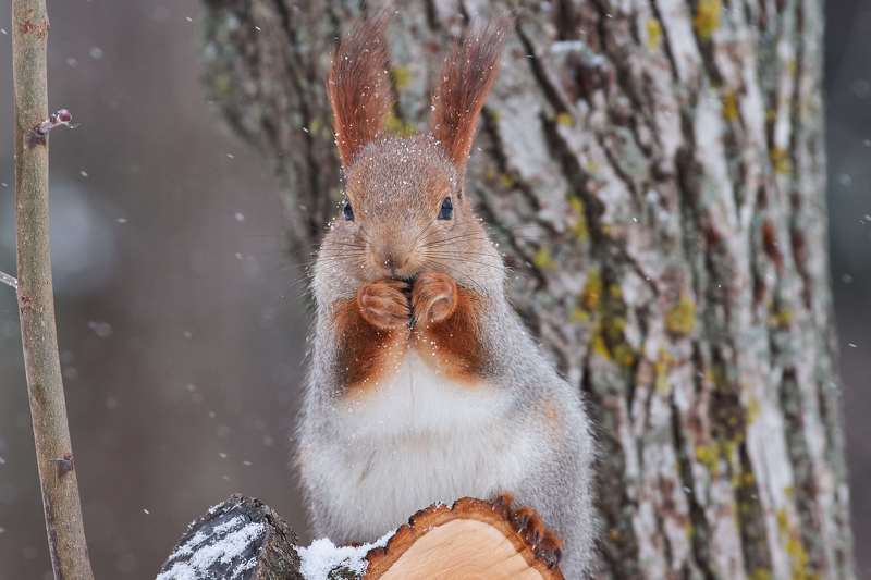 squirrel, volgograd, russia, wildlife,  #photo preview