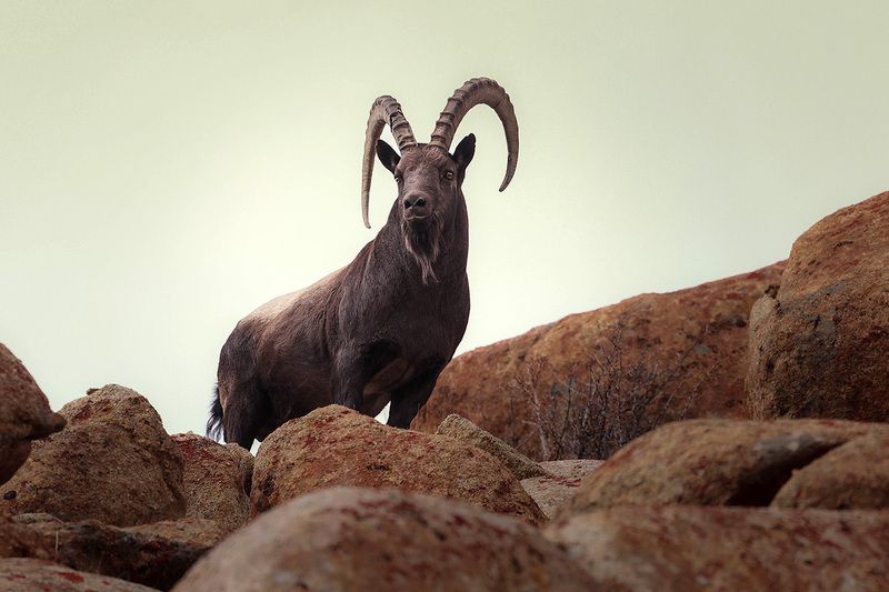 #ibex  #animals #wildlife  Siberian Ibex photo preview