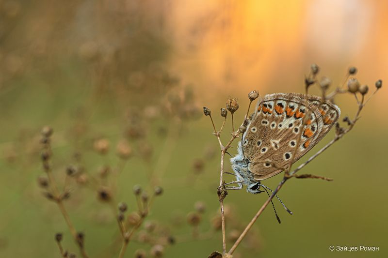 Утренняя бабочка photo preview