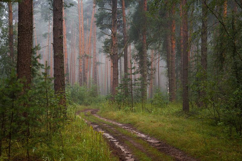 лес утро туман дорога сосны серково Утро после дождя.photo preview