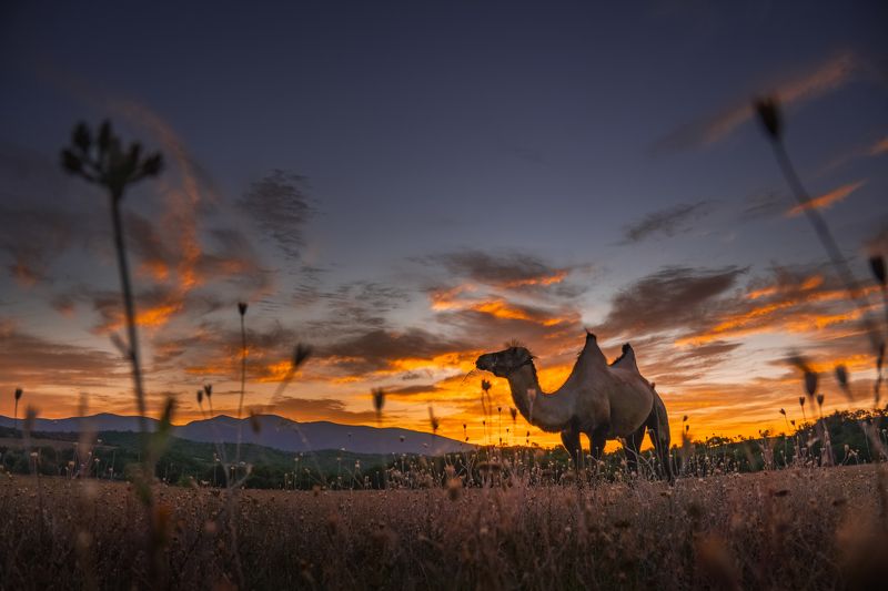 Неожиданная встреча с верблюдом в Крымуphoto preview