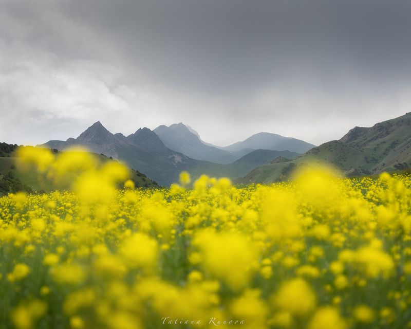 Цветы и горыphoto preview