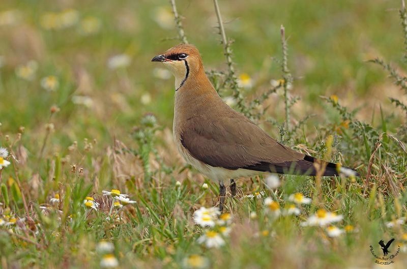 тиркушка. В ромашках.photo preview