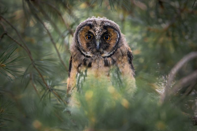 Слеток ушастой совыphoto preview