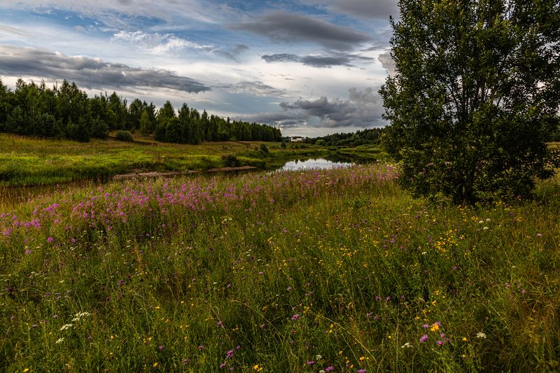 Лето, река, цветы, иван-чай, вечер Летоphoto preview