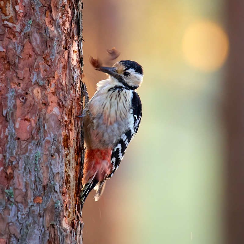 Белоспиный дятел За работойphoto preview