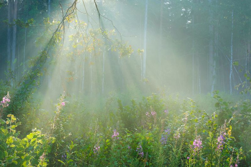 Калужская обл, Рыляки проявленный светphoto preview