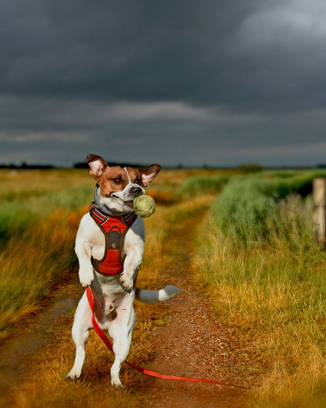 Кажется дождик собирается) фото превью