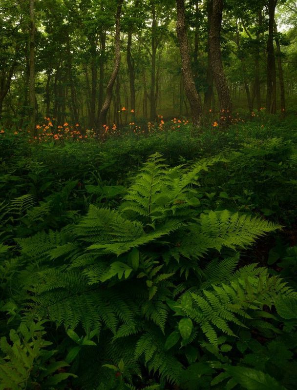 приморье Огоньки.photo preview